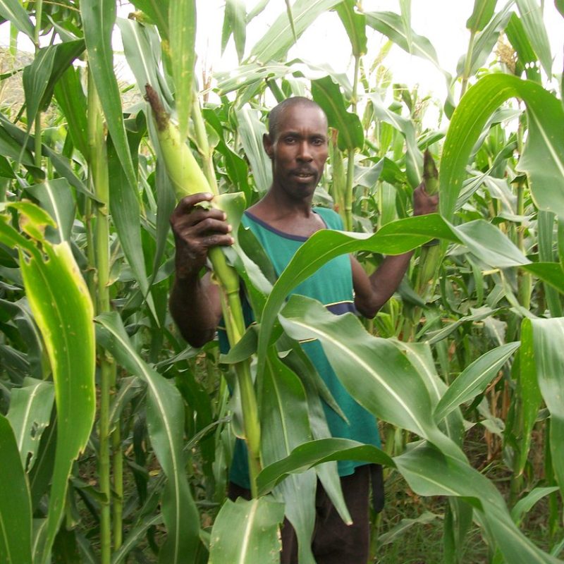 Corn-Grower-1