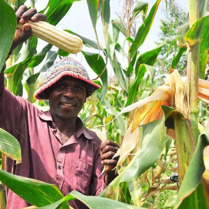 Corn-Grower-2