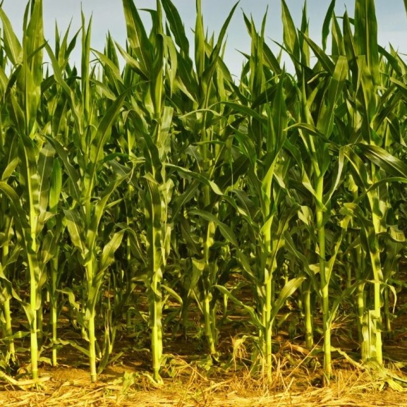 Corn-Pant-2